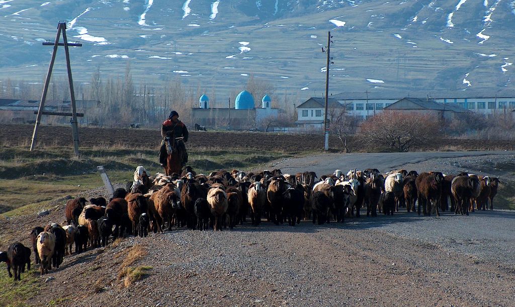В окрестностях поселка Жабаглы. Южно-Казахстанская область.
